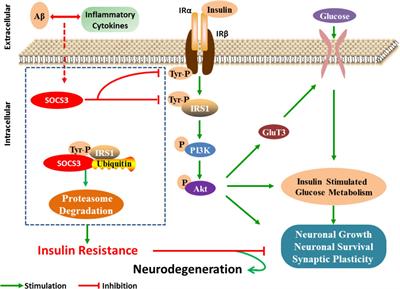 Suppressor of Cytokine Signaling 3: Emerging Role Linking Central Insulin Resistance and Alzheimer’s Disease